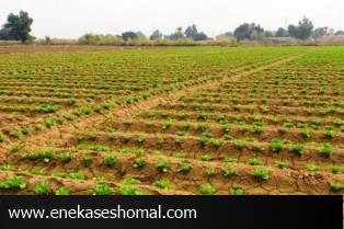 آمادگی برای سنددار کردن زمین های کشاورزی