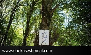 مازندران پرچالش‌ترین منطقه ایران از نظر زیست‌محیطی/ مسئولان برای حفظ تعادل محیط زیست چه کرده اند؟!