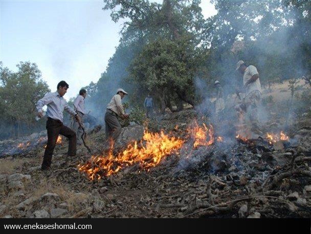 ۸۰۰۰ مترمربع از جنگل های سوزنی برگ بهشهر طعمه حریق شد