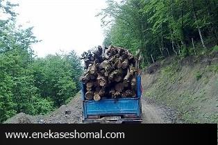 صدای تبرها خبر از نابودی جنگل می دهند