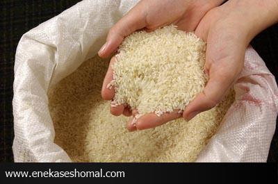 اختلاط برنج تولیدی شمال پیگیری می شود