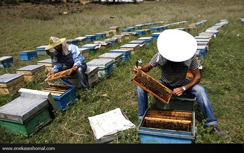 خشکسالی، تولید عسل دارویی مازندران را کم کرد