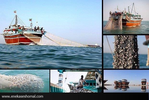 صید ترال توسط خارجی ها در دریای مازندران نداریم