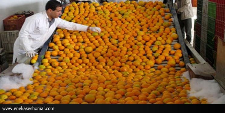 صادرات 60 هزار تنی مرکبات مازندران/آغاز به کار چهارمین جشنواره ملی مرکبات