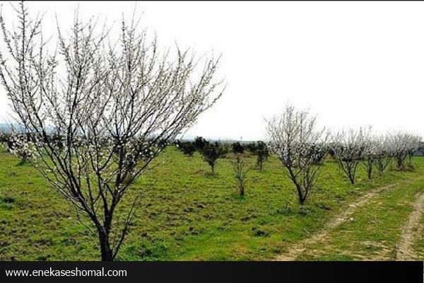 توسعه فضای سبز راه پیشگیری از بحران ها است