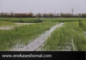 خسارت سیل اخیر به ۹۱ هزار هکتار از باغ‌ها و زمین‌های زراعی مازندران