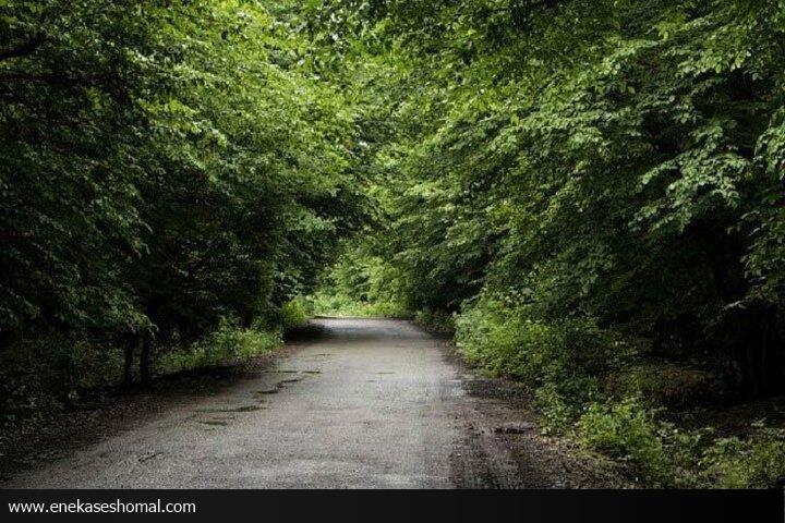 وقفه چند دهه‌ای اجرای مدیریت پایدار جنگل‌های هیرکانی