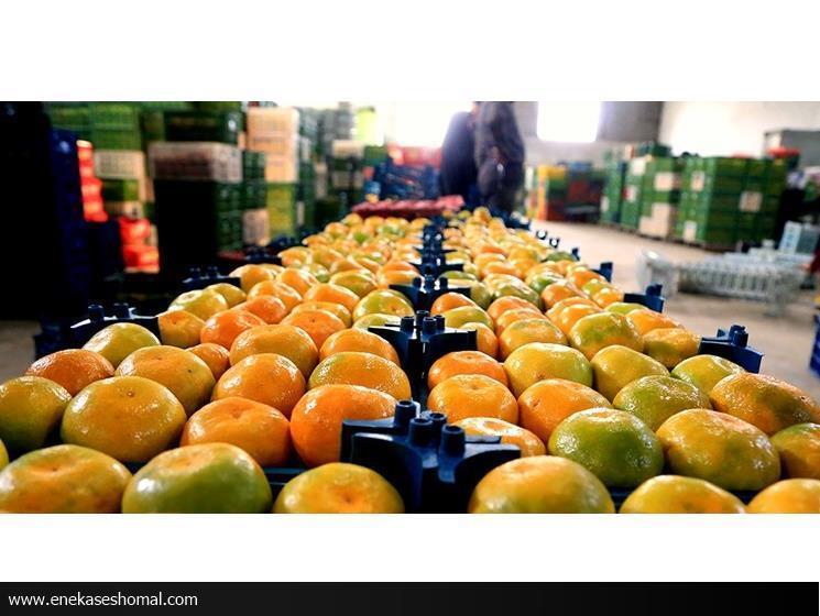 ۱۰ هزار تن مرکبات جویبار به بازارهای جهانی ارسال شد