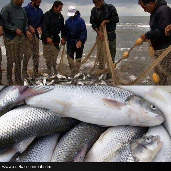 صید ۷۰۰ تن ماهی استخوانی در مازندران