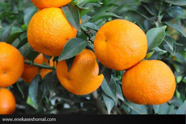 اطلاعیه برداشت به موقع میوه‌های رسیده نارنج