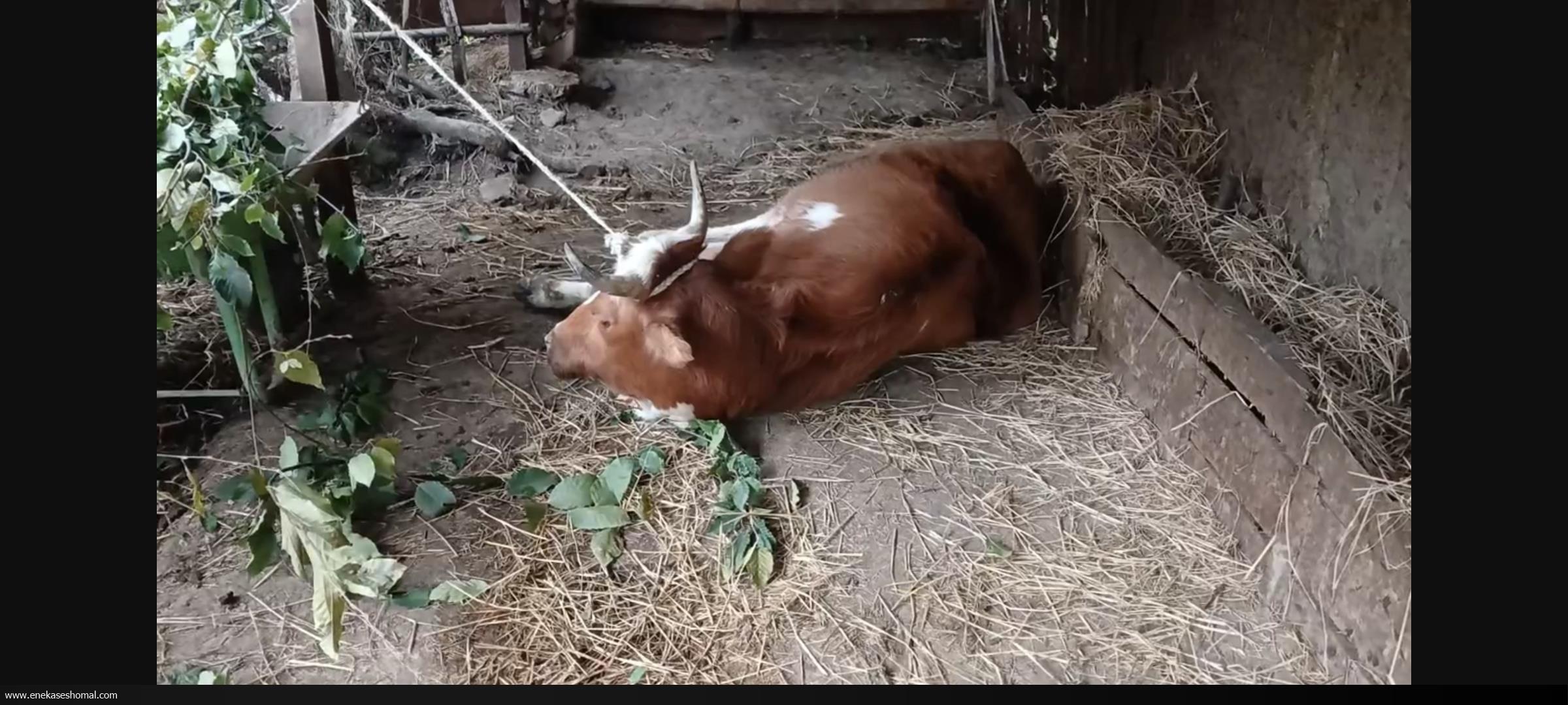 در پی تلفات چند راس دام در دودانگه