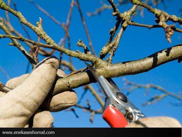 کلید موفقیت باغداران مازندران