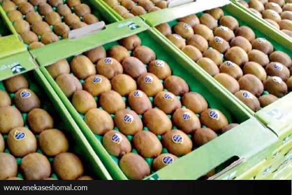 صادرات ۲۶۰۰ تن کیوی از نوشهر به خارج از کشور