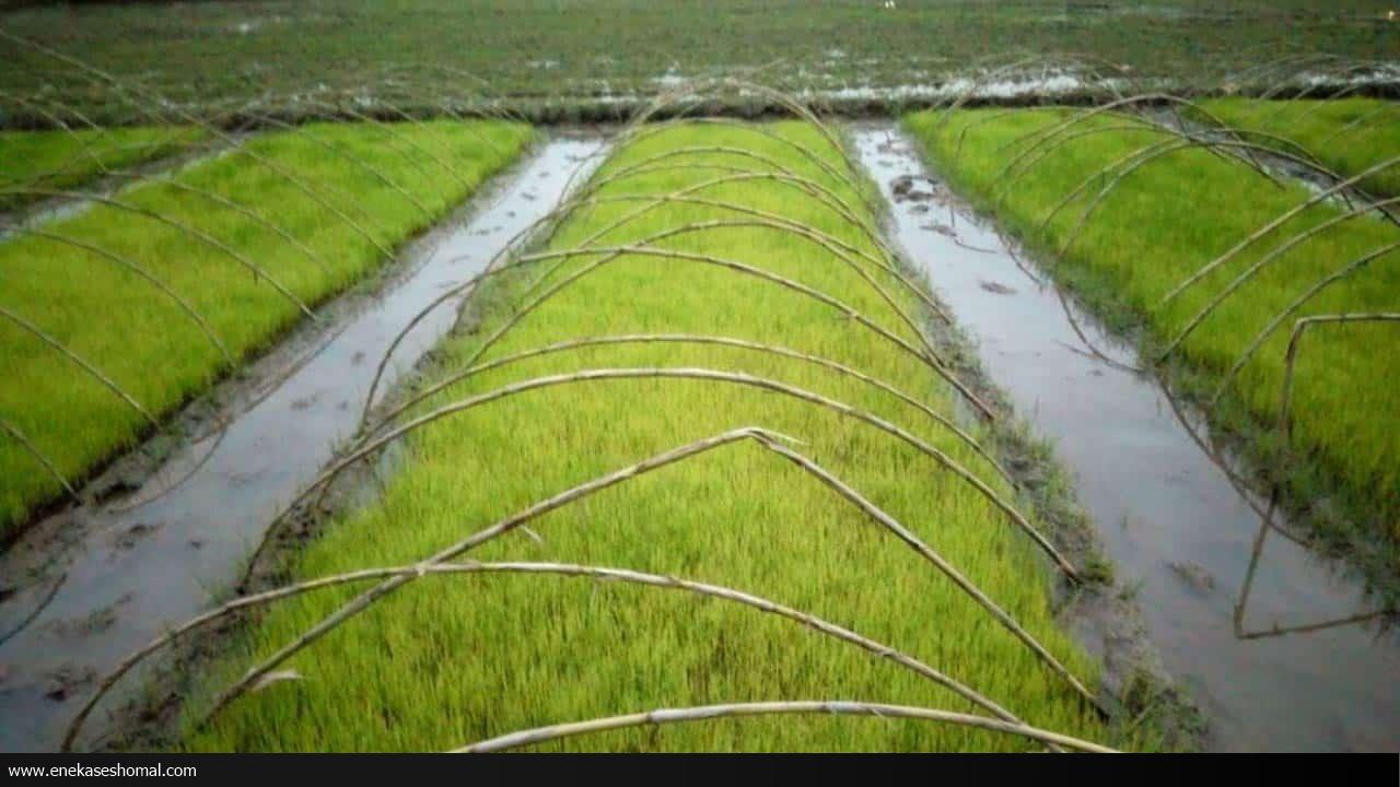 توصیه‌های طلایی برای برنج کاران مازندرانی