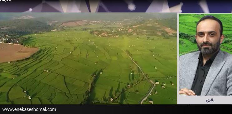 مبارزه با آفات ساقه خوار در ۱۰ هزار هکتار شالیزار مازندران