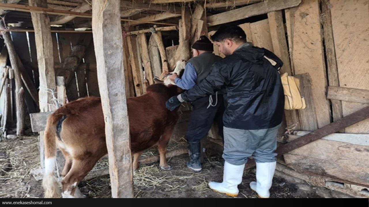 بسیج دامپزشکی ساری برای مقابله با بیماری لمپی‌ اسکین