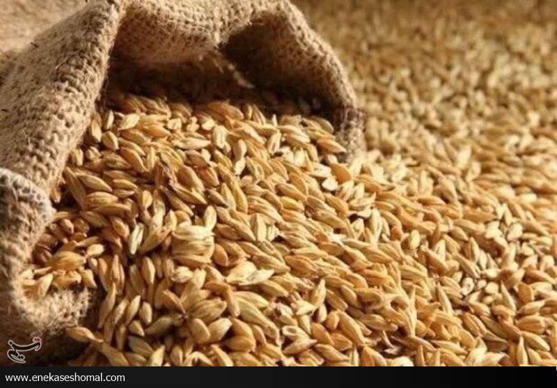 تأمین بذور گندم گواهی شده برای کشاورزان مازندرانی